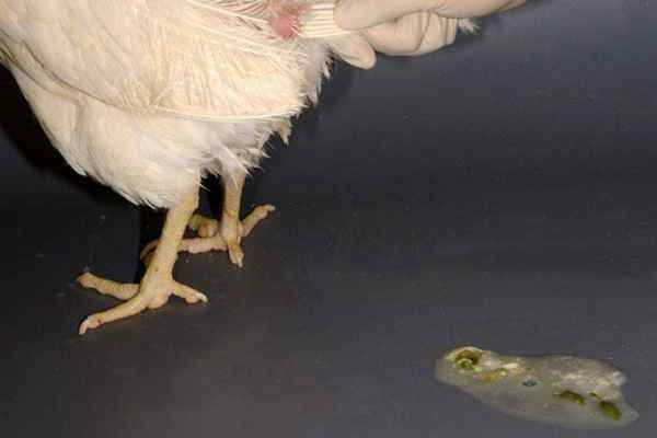 Понос у кур: причины, симптомы и лечение