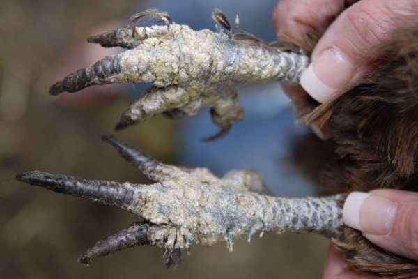 Наросты на лапах у кур: причины возникновения и способы лечения