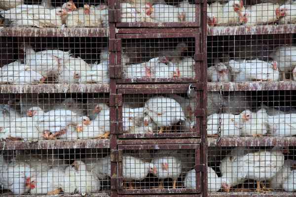 Особенности содержания бройлеров в клетках в домашних условиях