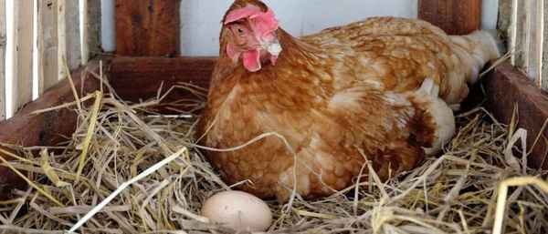 Сколько лет несутся домашние куры?