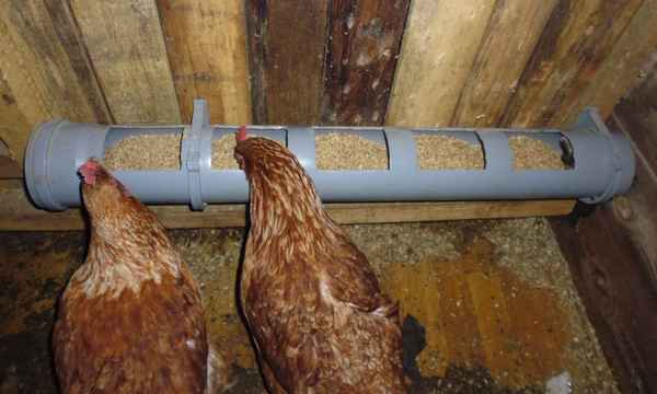 Как сделать кормушку для кур своими руками
