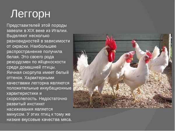 Куры породы Леггорн: описание и хаpaктеристика, содержание, кормление и уход