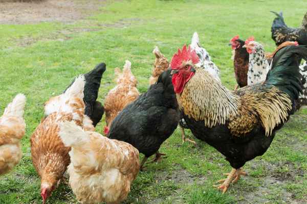 Сколько должно приходиться кур на одного пeтyxа