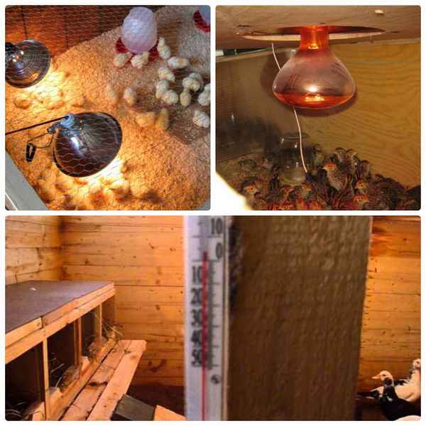 Как и чем лучше всего обогревать курятник зимой?