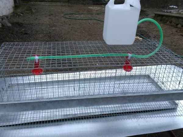 Как сделать поилки для перепелов своими руками