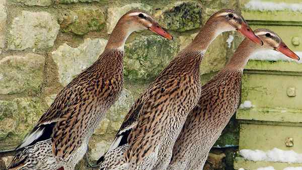 Утка породы индийский бегунок