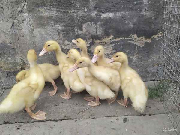 Французская утка стар 53