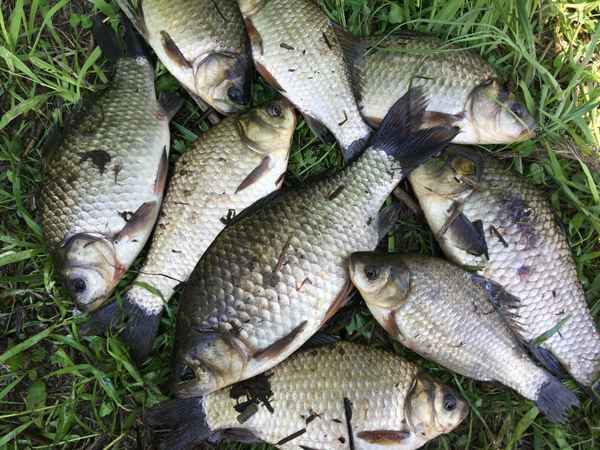 Рыбалка на карася в Ленинградской области