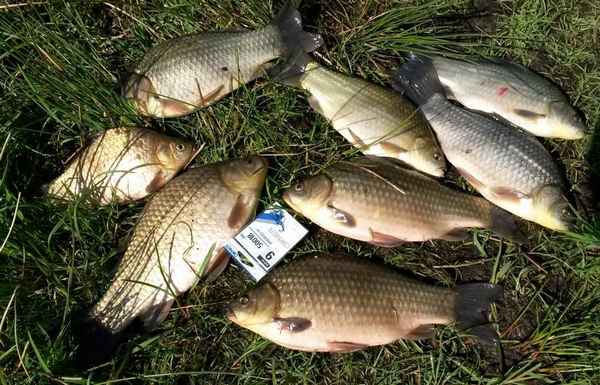 Где в Подмосковье ловить карася