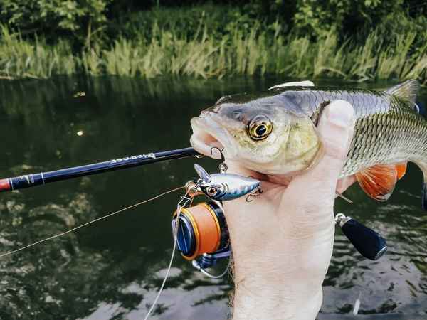 Особенности ловли голавля в августе, выбор снастей и приманок