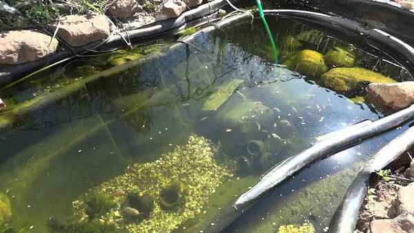 Как развести и содержать карасей в домашнем пруду