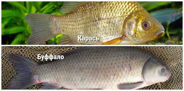 Буффало: фото, чем отличается от других рыб, от карася, в чём их разница и отличия