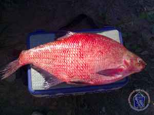 Почему лещ краснеет после поимки: причины появления красных пятен