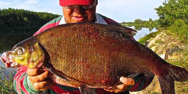 Самые крупные лещи, пойманные в России и в мире