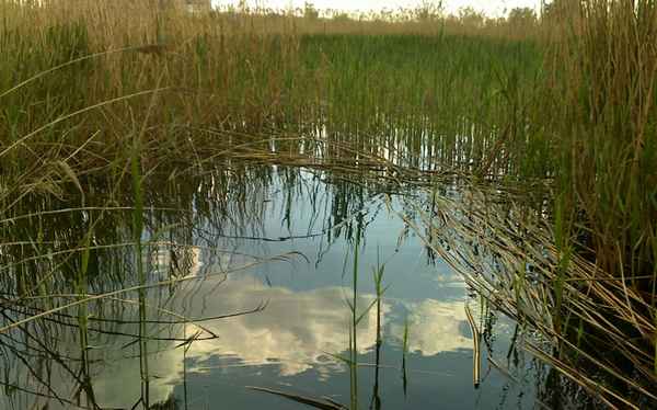 Особенности ловли карася в заросшем водоёме