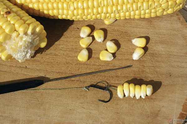 Приготовление кукурузы для рыбалки на сазана и карпа