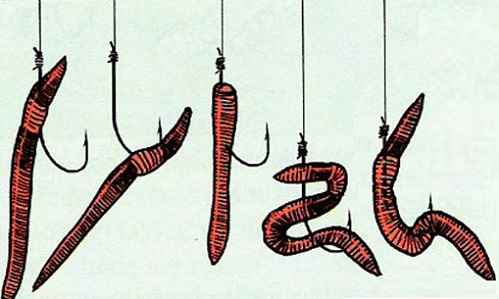 Как ловить карася на червя и как его правильно насаживать