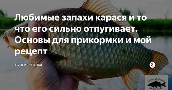 Любимые запахи карася