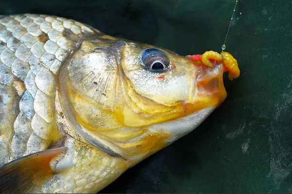 Особенности ловли карася на опарыша