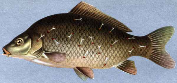 Болезни и паразиты карася