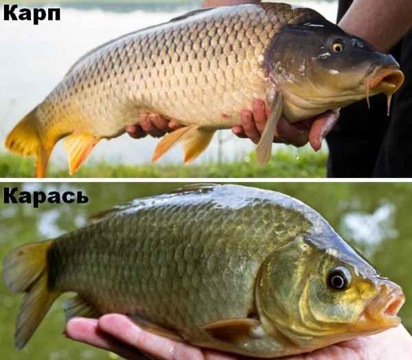 Чем отличается карась от карпа и других рыб