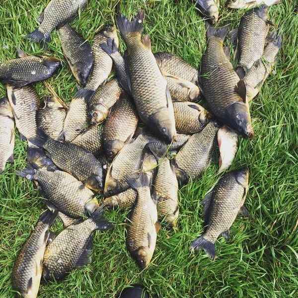 Рыбалка на карася в Новосибирской области