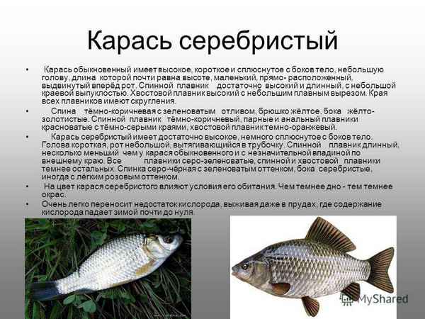 Описание, хаpaктеристики и ловля серебряного карася