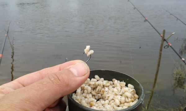 Как приготовить перловку для ловли леща