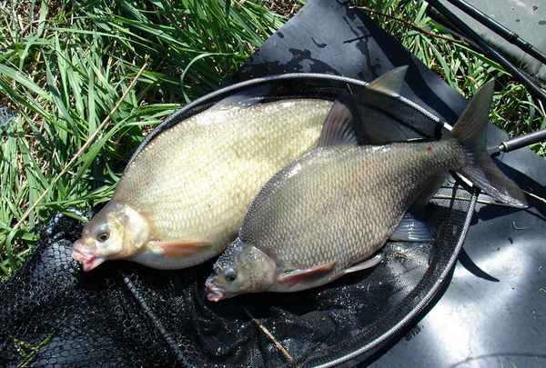 Особенности ловли леща в сентябре