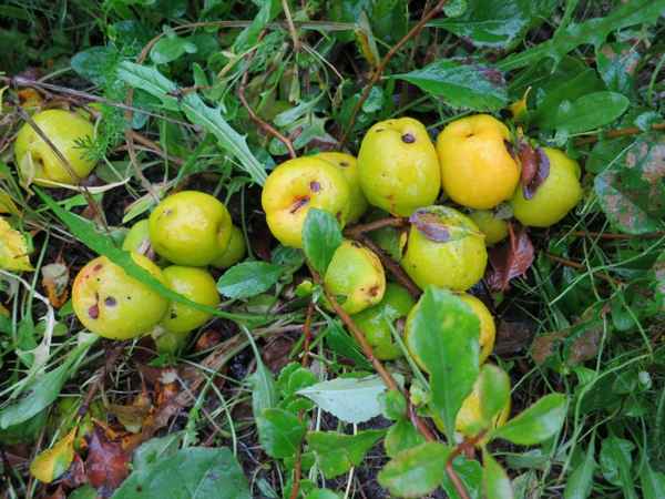 Японская айва: уход за саженцами