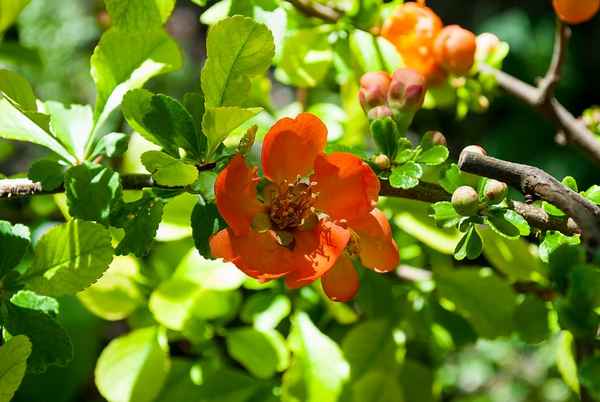 Японская айва: правила обрезки