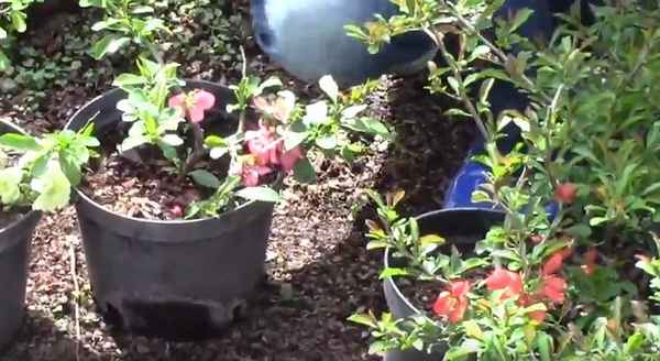 Как и когда нужно пересаживать айву японскую