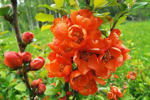 Особенности выращивания айвы японской в Подмосковье