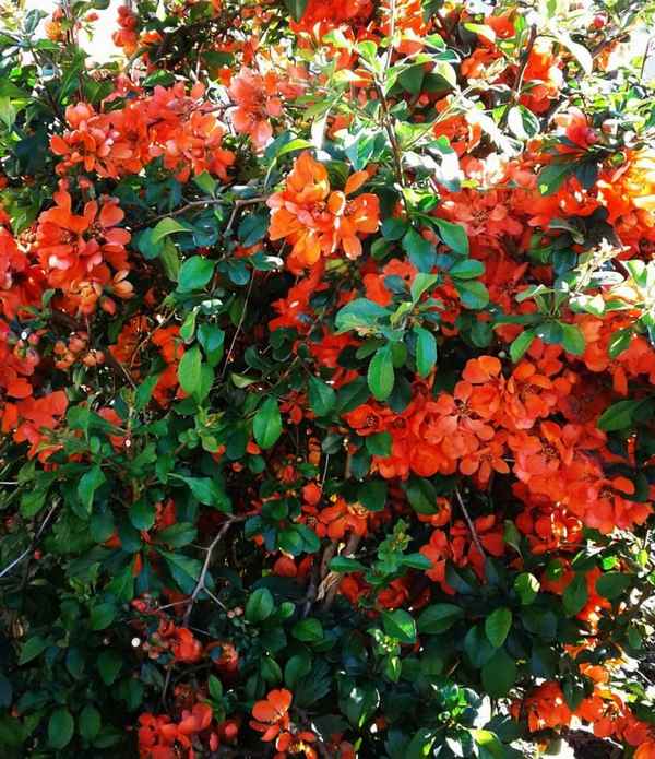 Описание, посадка и уход за японской айвой