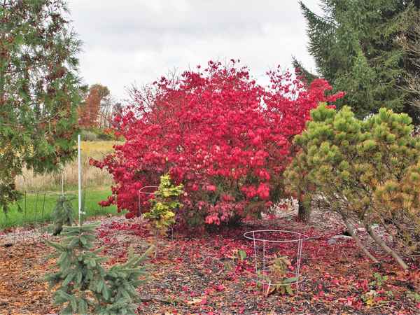 Сорта бересклета европейского: применение, посадка и уход