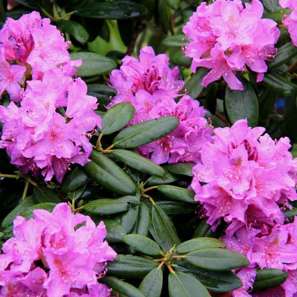 Морозоустойчивые виды и сорта рододендронов