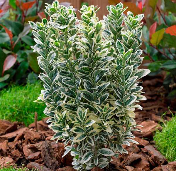 Бересклет виды