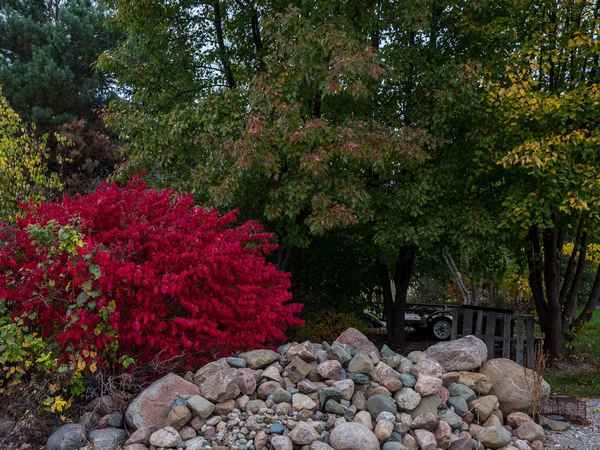 Что такое бересклет, его применение, посадка и уход в ландшафтном дизайне