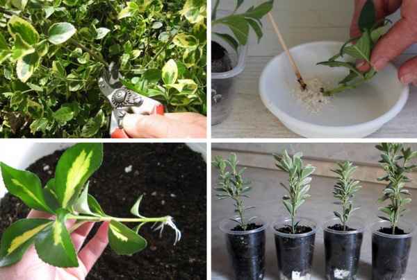 Размножение бересклета черенками в домашних условиях