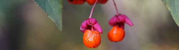 Ягоды бересклета: ядовитые или нет, их строение и применение