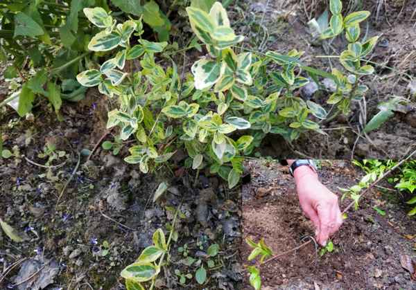 Сорта бересклета Форчуна — применение, посадка, уход и размножение