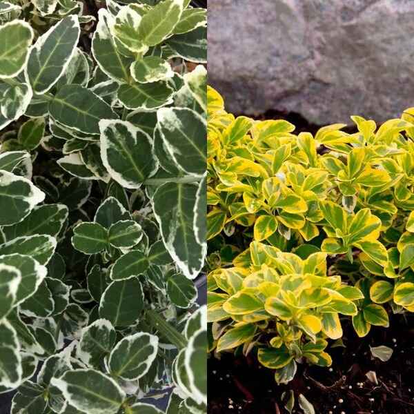 Бересклет комнатный: описание и особенности выращивания, виды и сорта