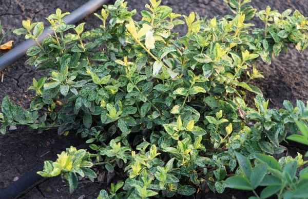 Бересклет Арлекин: описание, посадка и уход за цветком