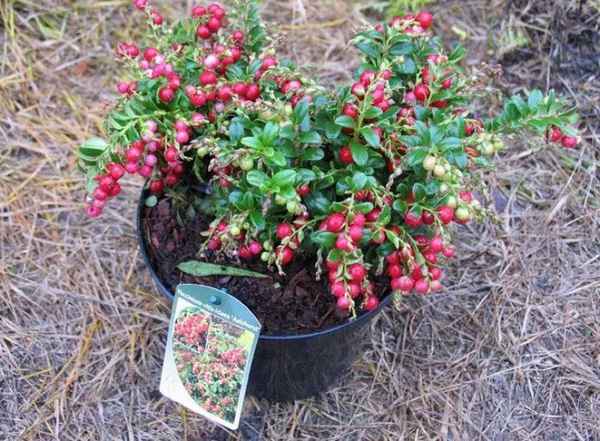 Брусника выращивание и уход