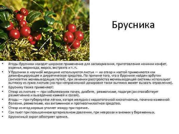 Брусника при лечении почек, как принимать