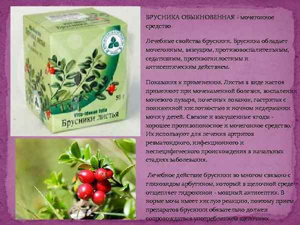 Мочегонные свойства брусники в народной медицине