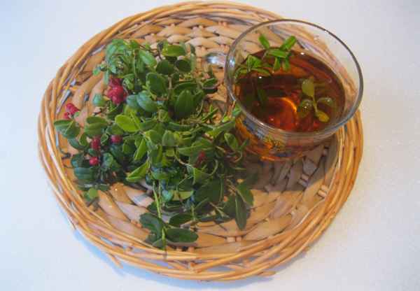 Польза настоя из листьев брусники