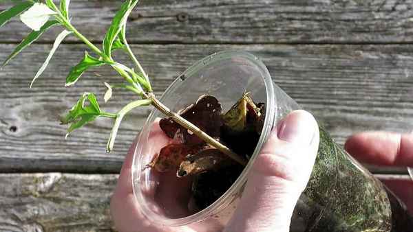 Как можно размножить бузину красную