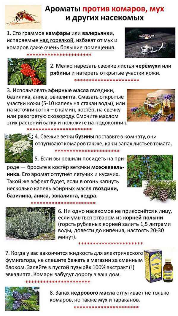 Как защитить дом и сад от вредителей с помощью бузины