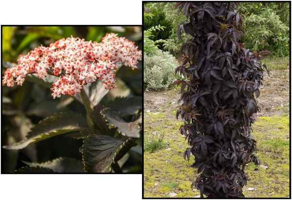 Описание бузины чёрной Блэк Тауэр, посадка и уход за ней